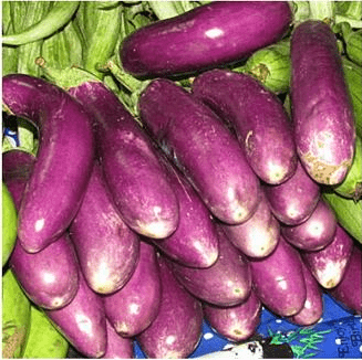 The best eggplant varieties for central Our Country