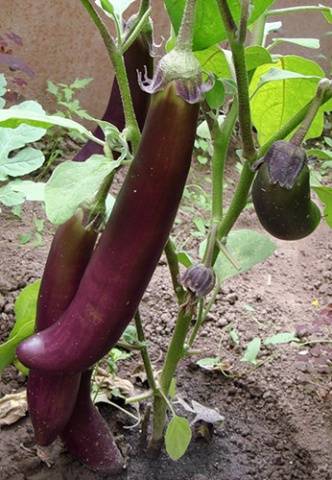 The best eggplant varieties for central Our Country