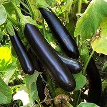 The best eggplant varieties for central Our Country