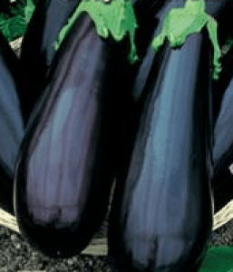 The best eggplant varieties for central Our Country