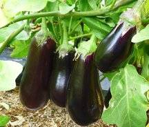 The best eggplant varieties for central Our Country