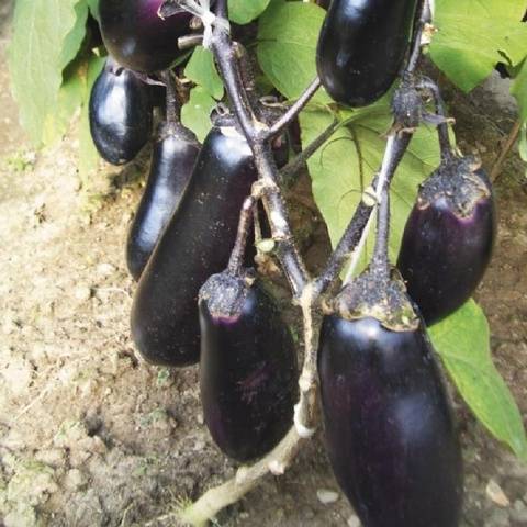 The best eggplant varieties for central Our Country