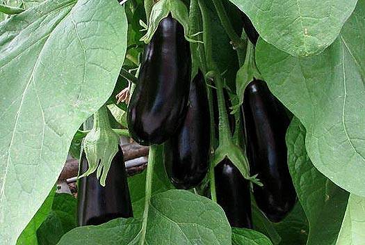 The best eggplant varieties for central Our Country