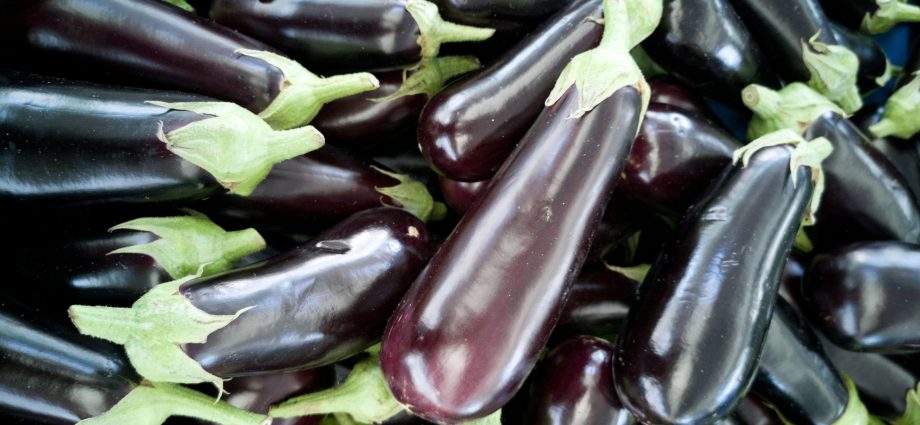 The best eggplant varieties for central Our Country