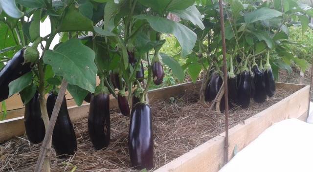 The best eggplant varieties for greenhouses