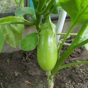 The best eggplant varieties for greenhouses