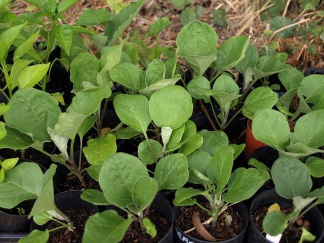 The best eggplant varieties for greenhouses