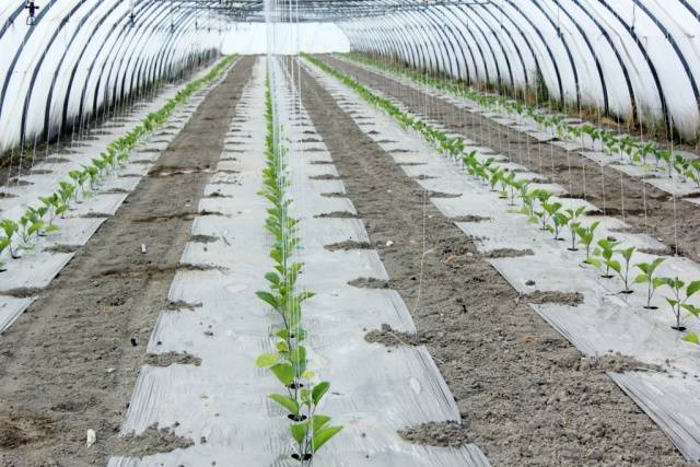 The best eggplant varieties for greenhouses