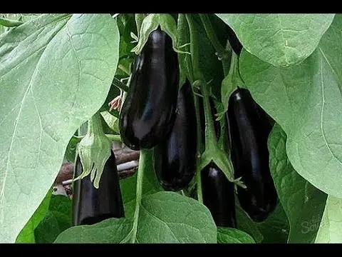 The best eggplant varieties for greenhouses