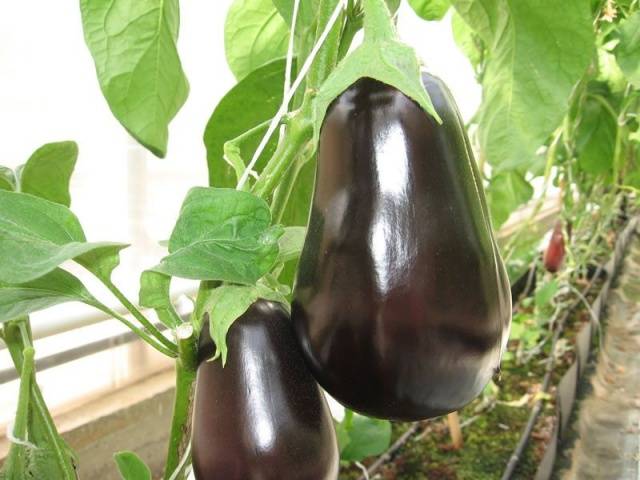 The best eggplant varieties for greenhouses