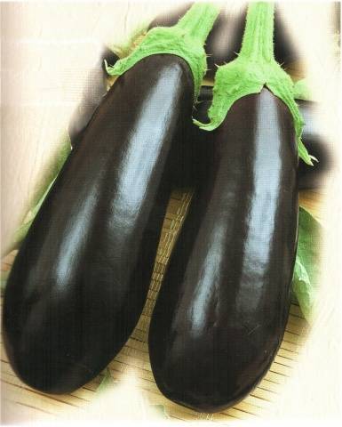 The best eggplant varieties for greenhouses