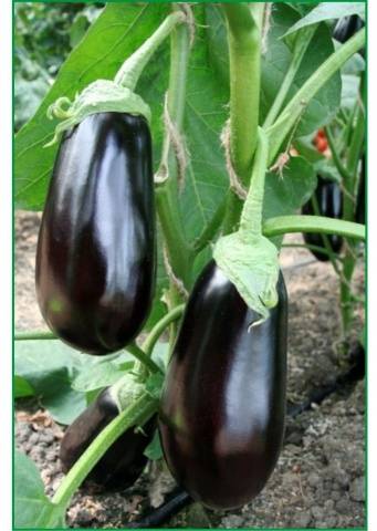 The best eggplant varieties for greenhouses