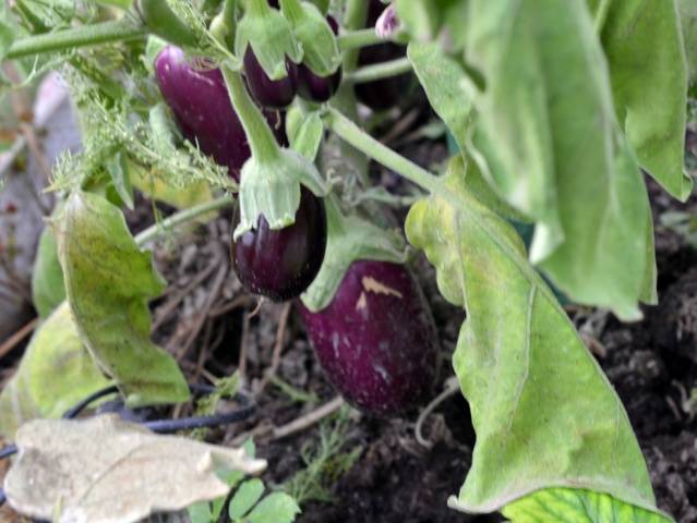 The best eggplant varieties for greenhouses