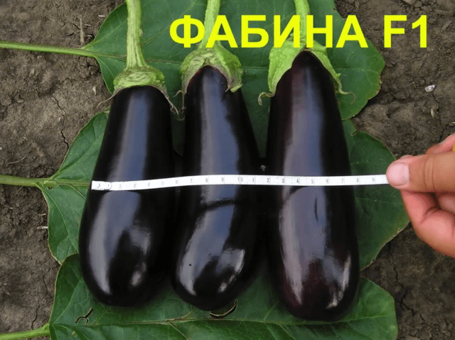 The best eggplant varieties for greenhouses