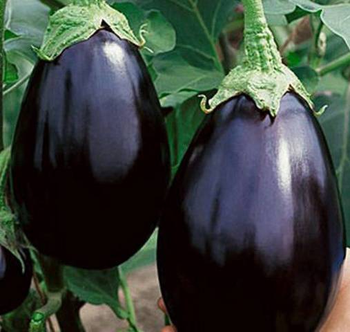 The best eggplant varieties for greenhouses