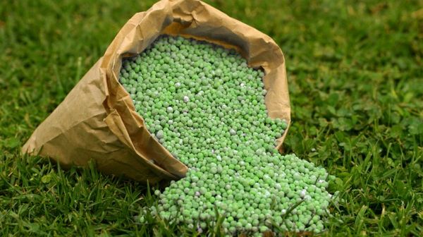 The best green manure crops for sowing in spring and autumn: top 7