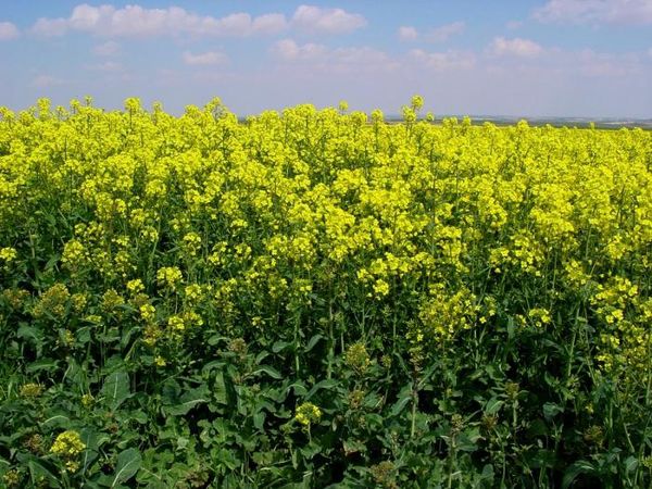 The best green manure crops for sowing in spring and autumn: top 7