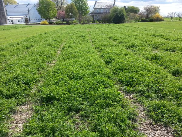 The best green manure crops for sowing in spring and autumn: top 7