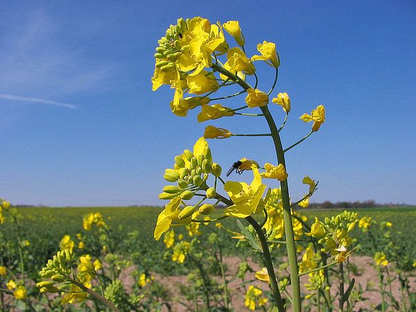 The best green manure crops for sowing in spring and autumn: top 7