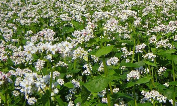 The best green manure crops for sowing in spring and autumn: top 7