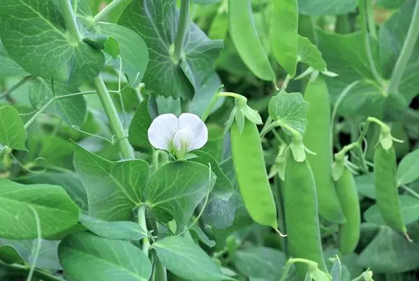 The best green manure crops for sowing in spring and autumn: top 7