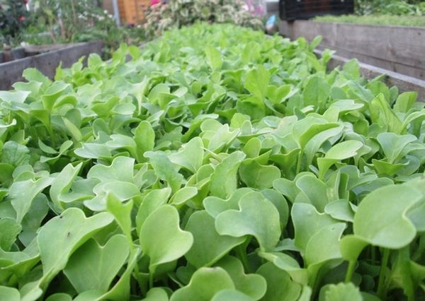 The best green manure crops for sowing in spring and autumn: top 7