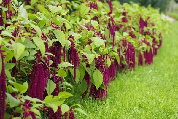 The best green manure crops for sowing in spring and autumn: top 7