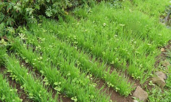 The best green manure crops for sowing in spring and autumn: top 7