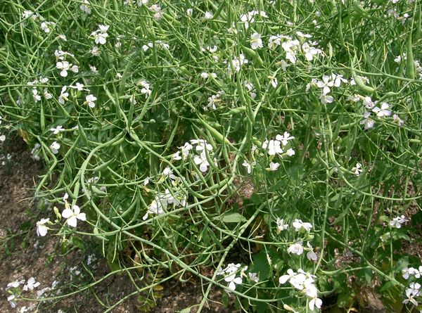 The best green manure crops for sowing in spring and autumn: top 7