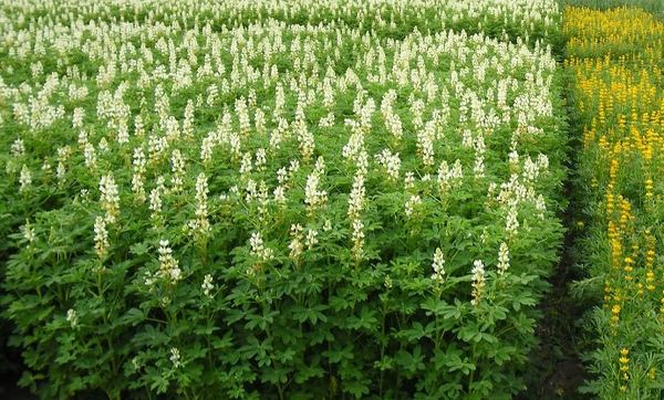 The best green manure crops for sowing in spring and autumn: top 7