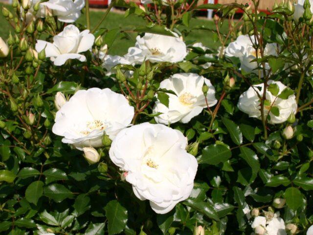 The best ground cover roses for the Moscow region, blooming all summer