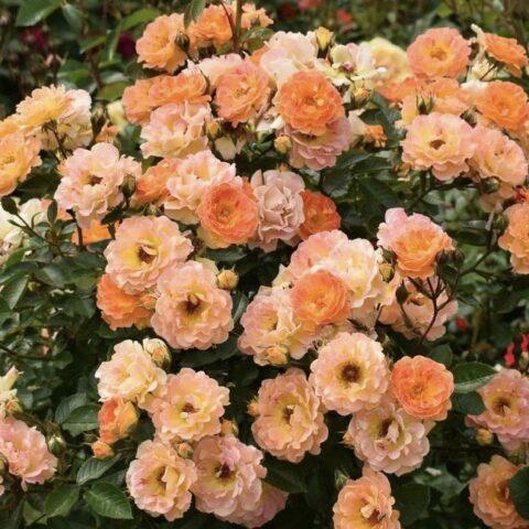 The best ground cover roses for the Moscow region, blooming all summer