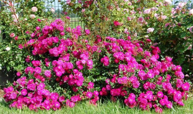 The best ground cover roses for the Moscow region, blooming all summer