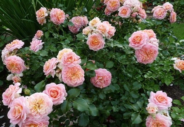 The best ground cover roses for the Moscow region, blooming all summer