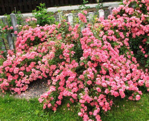 The best ground cover roses for the Moscow region, blooming all summer