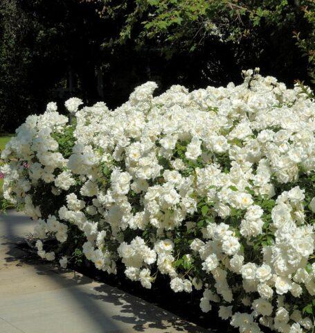 The best ground cover roses for the Moscow region, blooming all summer