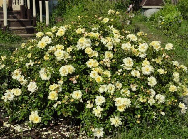 The best ground cover roses for the Moscow region, blooming all summer