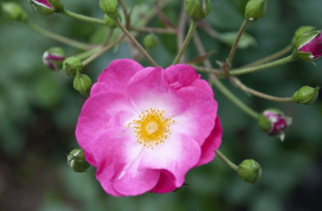 The best ground cover roses for the Moscow region, blooming all summer