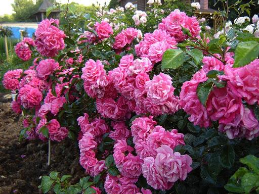 The best ground cover roses for the Moscow region, blooming all summer