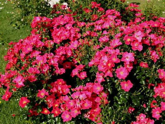 The best ground cover roses for the Moscow region, blooming all summer