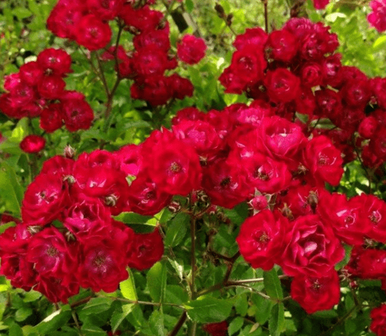 The best ground cover roses for the Moscow region, blooming all summer