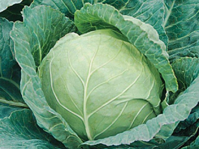 The best keel resistant cabbage