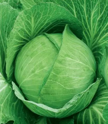 The best keel resistant cabbage