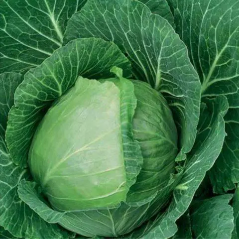 The best keel resistant cabbage