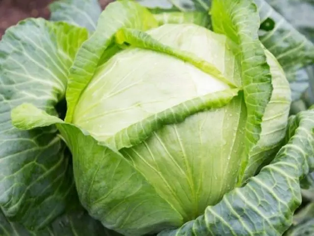 The best keel resistant cabbage