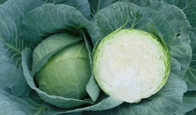 The best keel resistant cabbage