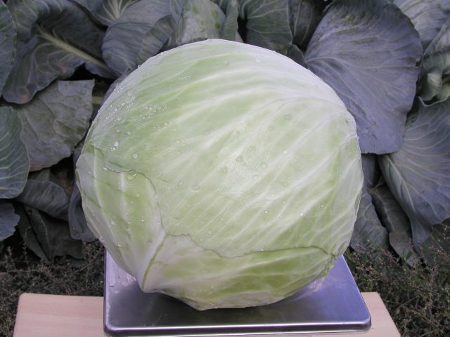 The best keel resistant cabbage