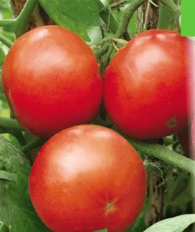 The best medium-sized varieties of tomatoes