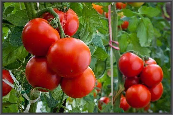 The best medium-sized varieties of tomatoes