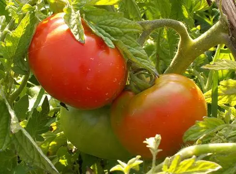 The best medium-sized varieties of tomatoes